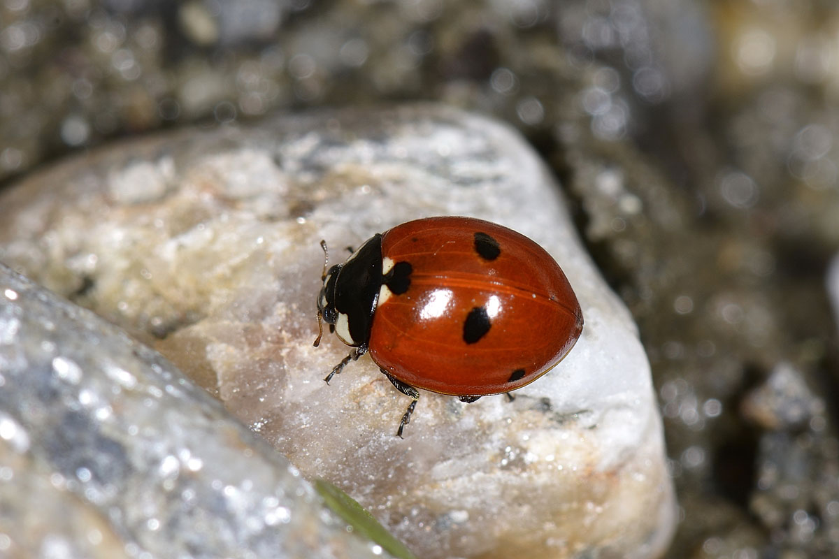 Coccinella quinquepunctata? Si!